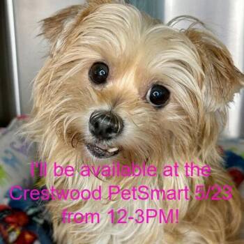 Yorkshire Terrier and Mixed Breed Dogs Available for Adoption in Matteson, Illinois - Orchid | PetCurious