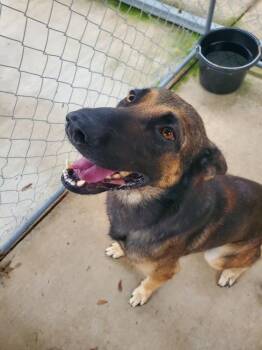 German Shepherd Dog and Belgian Shepherd Malinois Dogs Available for Adoption in Palm Valley, Texas - Amos | PetCurious