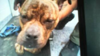 Pit Bull Terrier Dogs Available for Adoption in Charlotte, North Carolina - A1265118 | PetCurious