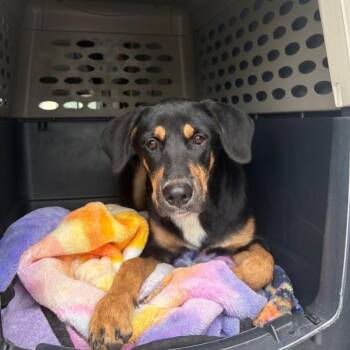 Pumpkin Boy -  Mixed Breed Dog for Adoption in Austin, Texas - Pumpkin Boy | PetCurious