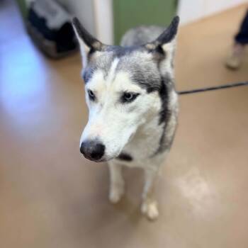 Siberian Husky Dogs Available for Adoption in Phoenixville, Pennsylvania - Trixie | PetCurious