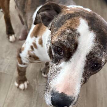 Catahoula Leopard Dog Dogs Available for Adoption - Molly | PetCurious