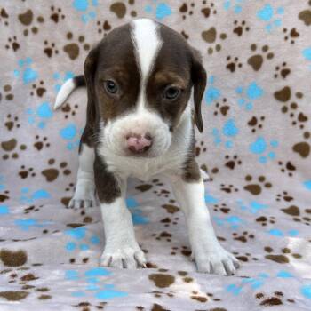 Pup 5 -  Mixed Breed and Beagle Dog for Adoption in Moravia, New York - Pup 5 | PetCurious