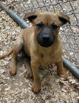 Retriever Dogs Available for Adoption in Rustburg, Virginia - Chomper - Not At Shelter (Pam) | PetCurious