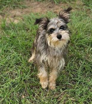 Princess Maxi in LA -  Yorkshire Terrier Dog for Adoption in Cranston, Rhode Island - Princess Maxi In LA | PetCurious