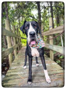 Moonlight -  Great Dane Dog for Adoption in Sebring, Florida - Moonlight | PetCurious
