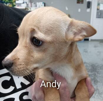Chihuahua Dogs Available for Adoption in Maynardville, Tennessee - Andy | PetCurious