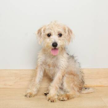 Ferris Wheel D69838 -  Shih Tzu and Bichon Frise Dog for Adoption in Minnetonka, Minnesota - Ferris Wheel D69838 | PetCurious