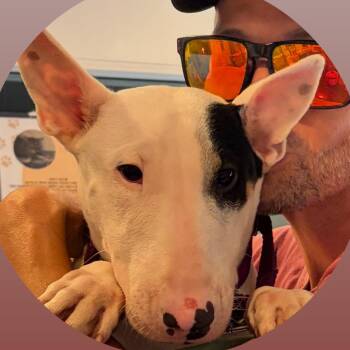 Nikki -  Bull Terrier Dog for Adoption in Peconic, New York - Nikki | PetCurious