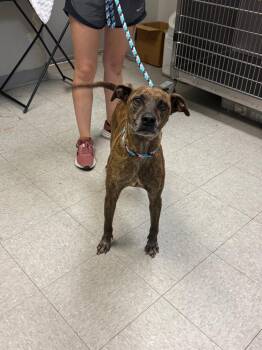 Tiger -  Labrador Retriever Dog for Adoption in Sorrento, Louisiana - Tiger | PetCurious