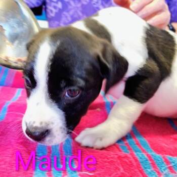 Maude -  Mixed Breed Dog Available for Adoption in Walker, Michigan - Maude | PetCurious