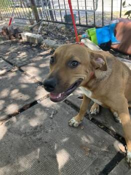 TINA -  Mixed Breed Dog for Adoption in Dallas, Texas - TINA | PetCurious