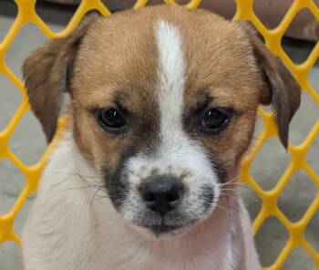 Rescue Tibetan Spaniel and Fox Terrier Dogs for Adoption in Alliance, Ohio - Clairabelle | PetCurious
