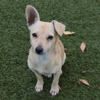 Rescue Chihuahua and Mixed Breed Dogs for Adoption in Fresno, California - Ricky | PetCurious