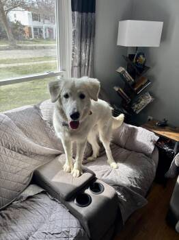 Great Pyrenees Dogs Available for Adoption - Lila (Morales 6) | PetCurious