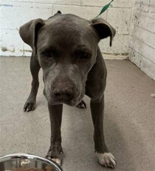 TUNA -  Pit Bull Terrier Dog for Adoption in San Bernardino, California - TUNA | PetCurious