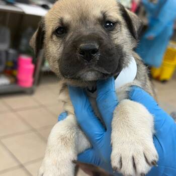 Mastiff and Pit Bull Terrier Dogs Available for Adoption in Birmingham, Alabama - Flint | PetCurious