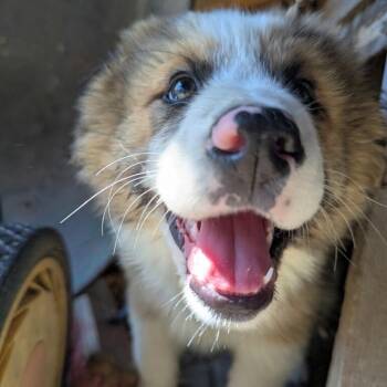 Australian Shepherd Dogs Available for Adoption in Newport, Washington - Nanook | PetCurious