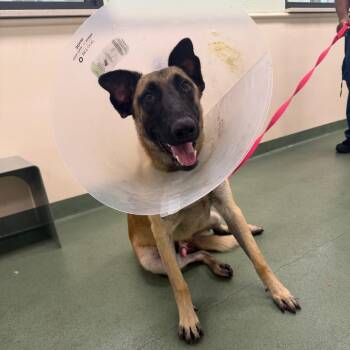 Neeko -  Belgian Shepherd Malinois Dog for Adoption in West Palm Beach, Florida - Neeko | PetCurious