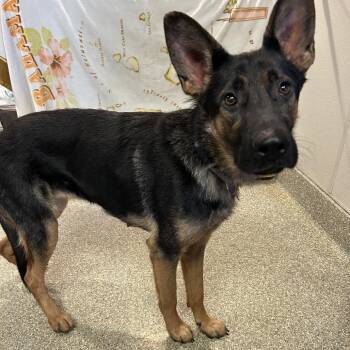 Rhonda* -  German Shepherd Dog Dog for Adoption in San Gabriel, California - Rhonda* | PetCurious
