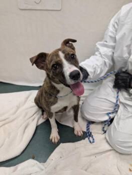 Genie -  Mixed Breed Dog for Adoption in Fort Worth, Texas - Genie | PetCurious