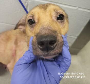 Chihuahua and Mixed Breed Dogs Available for Adoption in Houston, Texas - BROWNIE | PetCurious