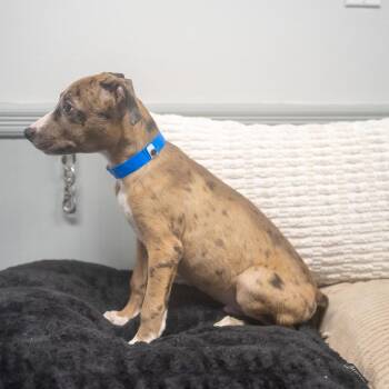 Legend -  Catahoula Leopard Dog Dog for Adoption in Pawling, New York - Legend | PetCurious
