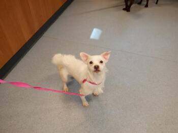 IROH -  Chihuahua Dog for Adoption in San Jose, California - IROH | PetCurious