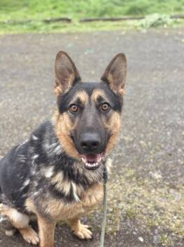 German Shepherd Dog Dogs Available for Adoption in Santa Monica, California - Buddy | PetCurious