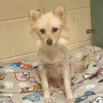 Sarah -  Pomeranian Dog for Adoption in Columbia, Illinois - Sarah | PetCurious