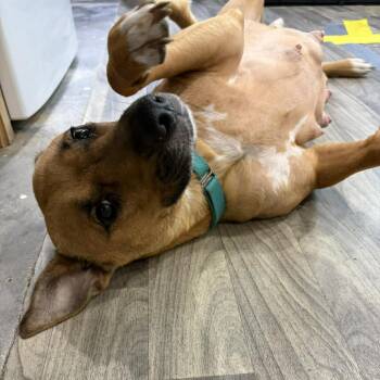 Mixed Breed Dogs Available for Adoption in Pinellas Park, Florida - Perla (Mom) | PetCurious