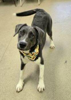 Moxie -  Pit Bull Terrier Dog for Adoption in Bucyrus, Ohio - Moxie | PetCurious
