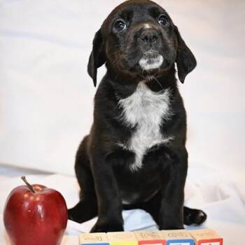 Rescue Mixed Breed Dogs for Adoption in Marietta, Georgia - Twila | PetCurious