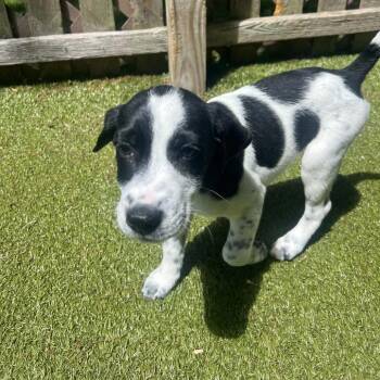 Lacy -  Mixed Breed Dog for Adoption in Hampton Bays, New York - Lacy | PetCurious