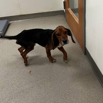 Beagle and Hound Dogs Available for Adoption - Buddy | PetCurious