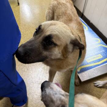 Bo -  Yellow Labrador Retriever and Australian Shepherd Dog for Adoption in Normal, Illinois - Bo | PetCurious