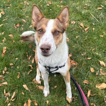 Rebel -  Cattle Dog and Mixed Breed Dog for Adoption in Murray, Utah - Rebel | PetCurious