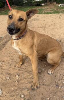 Rescue Cattle Dog and Belgian Shepherd Malinois Dogs for Adoption in Oklahoma City, Oklahoma - Tiffany Biffany | PetCurious