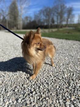 Pomeranian Dogs Available for Adoption - Weasel | PetCurious