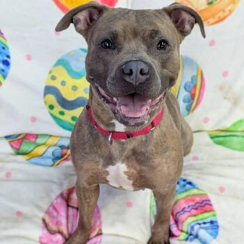 Terrier Dogs Available for Adoption in North Syracuse, New York - Acorn | PetCurious