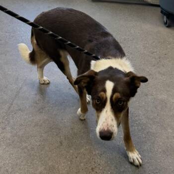 111416 -  Mixed Breed Dog for Adoption in Las Cruces, New Mexico - 111416 | PetCurious