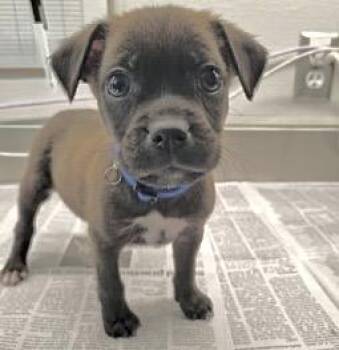 Pit Bull Terrier and Labrador Retriever Dogs Available for Adoption - TEDDY | PetCurious