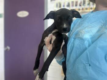 Rescue Terrier and Mixed Breed Dogs for Adoption in Raleigh, North Carolina - SAM | PetCurious