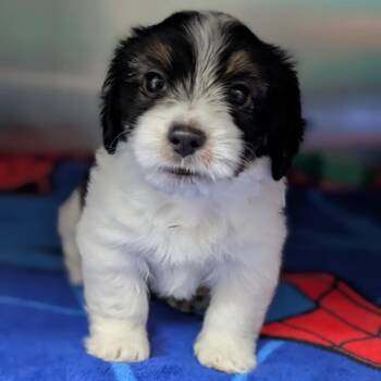 Australian Shepherd Dogs Available for Adoption - Natalie | PetCurious