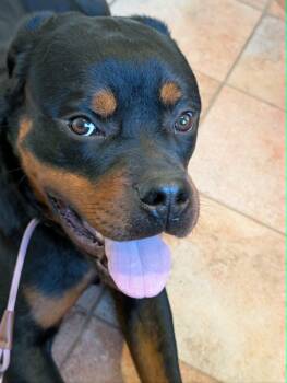 Rottweiler Dogs Available for Adoption in Patterson, New York - Negan | PetCurious
