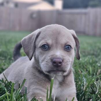 Coco -  Boxer Dog for Adoption in Ramsey, Indiana - Coco | PetCurious