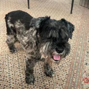Leopold -  Schnauzer Dog for Adoption in Midlothian, Virginia - Leopold | PetCurious