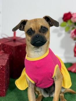 Pug and Chihuahua Dogs Available for Adoption - Princess | PetCurious