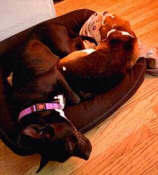 Gigi -  Pit Bull Terrier Dog for Adoption in Roseville, California - Gigi | PetCurious