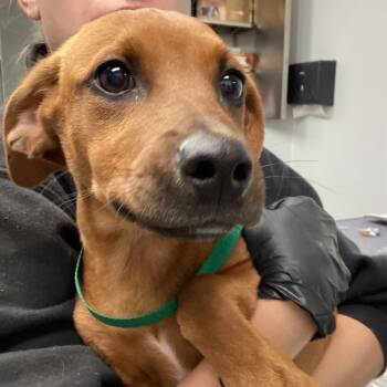 Rescue Terrier Dogs for Adoption in Abilene, Texas - Cody | PetCurious